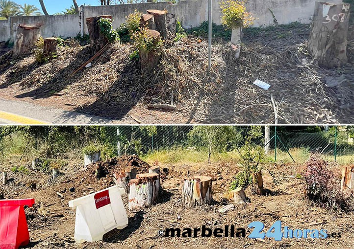 Las obras en la carretera de Istán dejan otra escabechina de árboles en Marbella