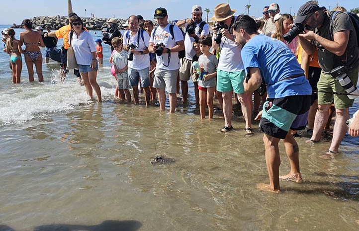 Sueltan al mar en Marbella 49 tortugas boba nacidas hace un año