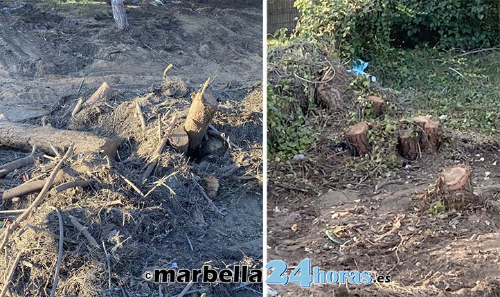 Escabechina de árboles en Marbella en la desembocadura del arroyo Guadalpín