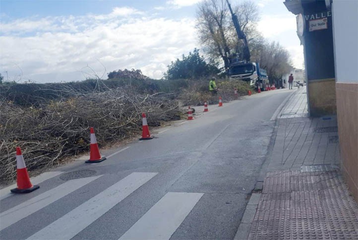 El PSOE de San Pedro denuncia una tala de árboles en Fuente Nueva