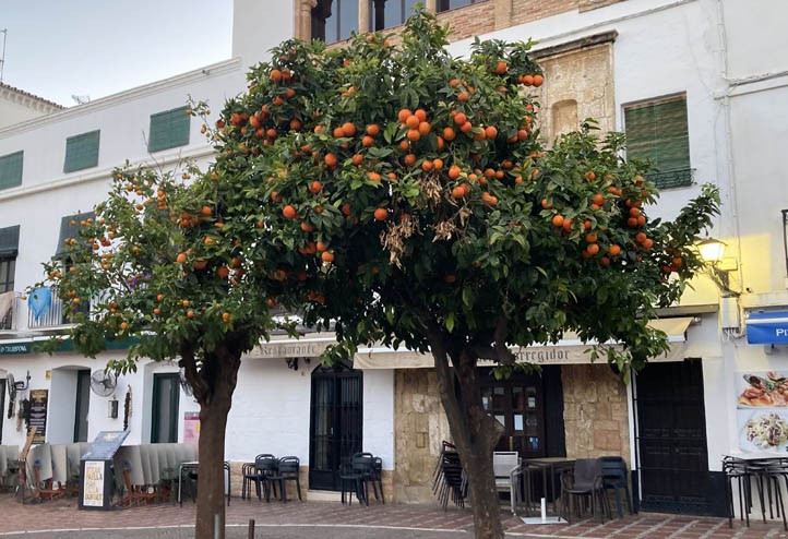 Marbella prevé retirar 85 toneladas de fruta de los naranjos del municipio