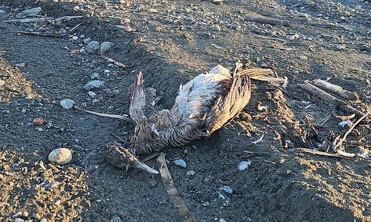 Aparecen más aves muertas tras el vaciado del pantano de Las Medranas