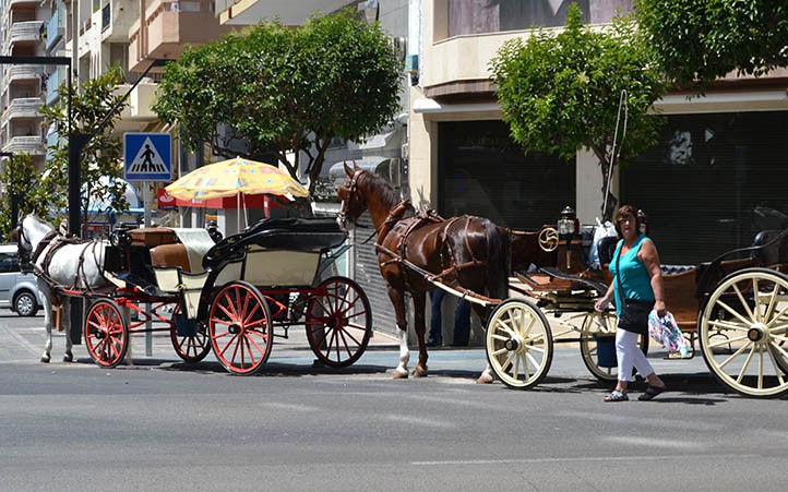 Marbella añade el bienestar animal a la nueva ordenanza de coches de caballos