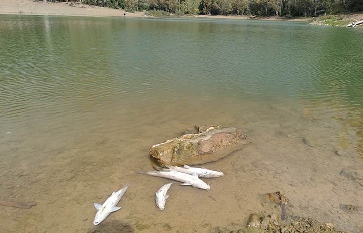 El PSOE critica el "desastre ecológico sin precedentes" en el Lago de las Tortugas