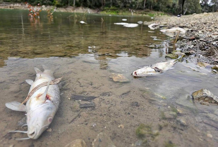 El Ayuntamiento dice que ha respetado el bienestar animal en Las Medranas