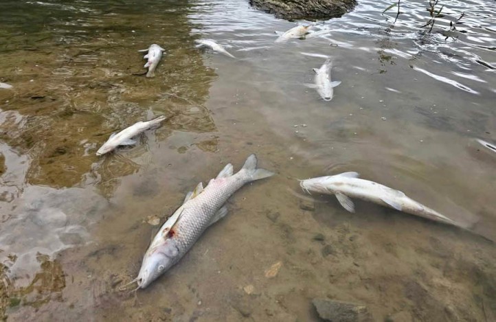 El traslado de los peces de Las Medranas se hizo sin autorización de la Junta