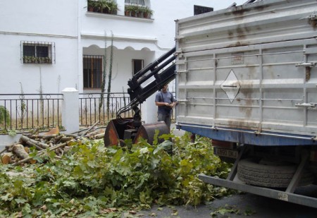 IU denuncia la tala 