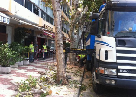 Continúan las labores de poda y tala en Antonio Belón, hoy sin atascos