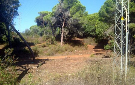 IU denuncia una tala de árboles por parte de Endesa en Las Chapas