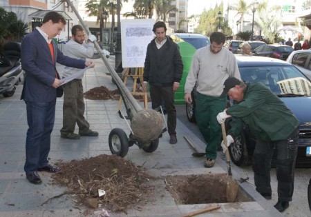 El Ayuntamiento plantará 300 nuevos árboles y palmeras sin coste para las arcas municipales