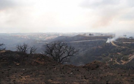 Los empresarios de Puerto Banús promueven este sábado una campaña de reforestación en Las Chapas