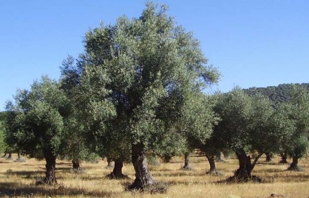 La Consejería de Salud activa el servicio de SMS que alerta de los niveles de polen en Andalucía