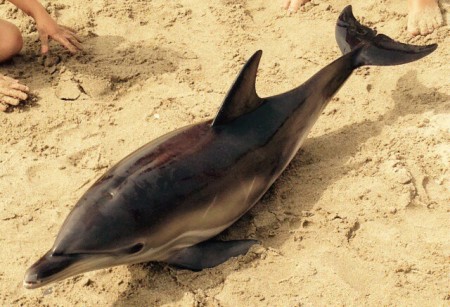 Aparece un segundo delfín muerto en la playa de El Pinillo en Marbella