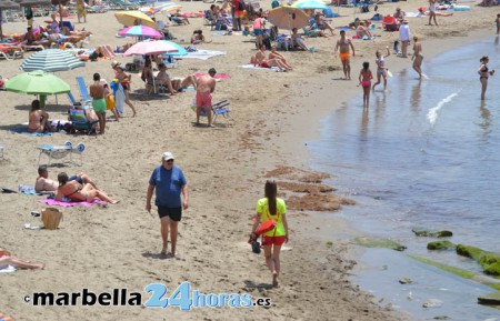 La presencia de medusas en las playas de Marbella continúa aumentando